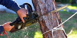Best Tree Mulching  in Norwalk, CA