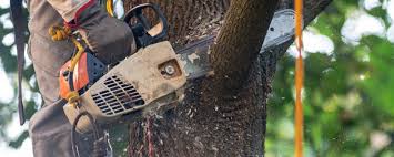 Lawn Drainage Solutions in Norwalk, CA