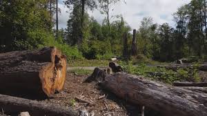 Best Storm Damage Tree Cleanup  in Norwalk, CA