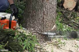 Trusted Norwalk, CA Tree Services Experts