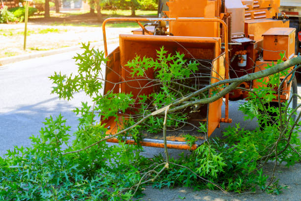 How Our Tree Care Process Works  in  Norwalk, CA