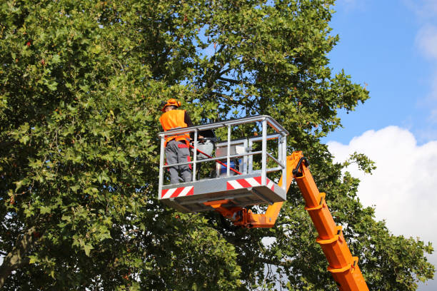 Best Tree Trimming and Pruning  in Norwalk, CA