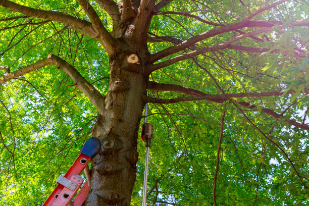 Best Root Management and Removal  in Norwalk, CA